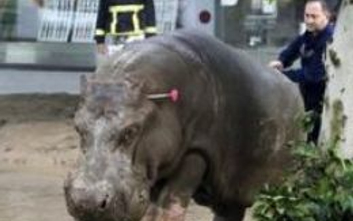 Gürcistan: Selde hayvanat bahçesindeki hayvanlar kaçtı