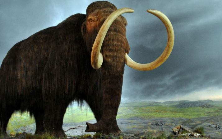 Japon bilim insanlarından mamutları yeniden hayata döndürecek adım