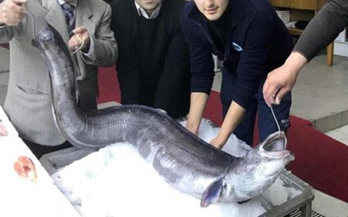 Marmara'da denizcileri korkutan dev balık