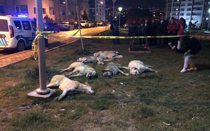 Ankara'daki köpek katliamında istenen cezalar belli oldu