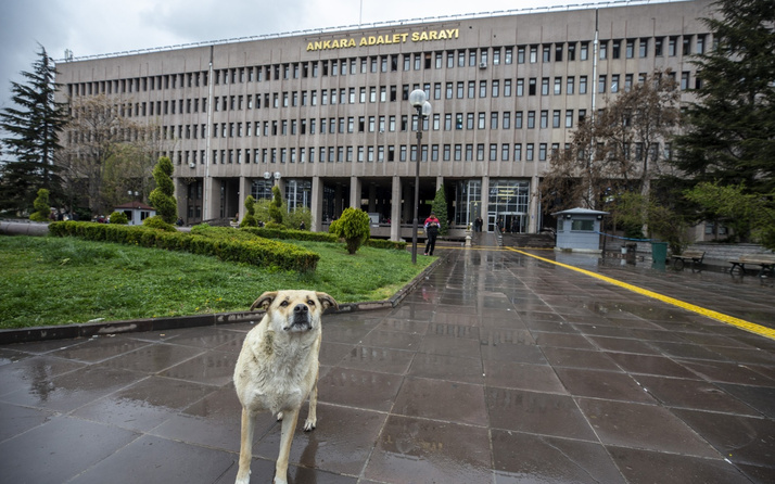 Ankara'da köpekleri zehirleyen 3 kişi için şaşırtan karar