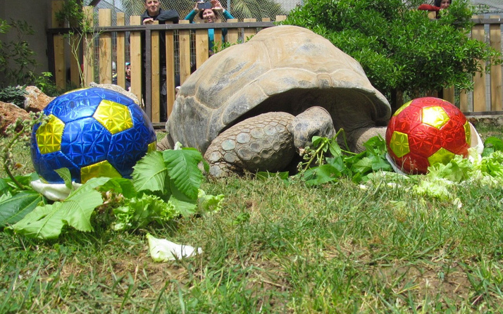 99 yaşına giren kaplumbağa Tuki'nin derbi tahmini