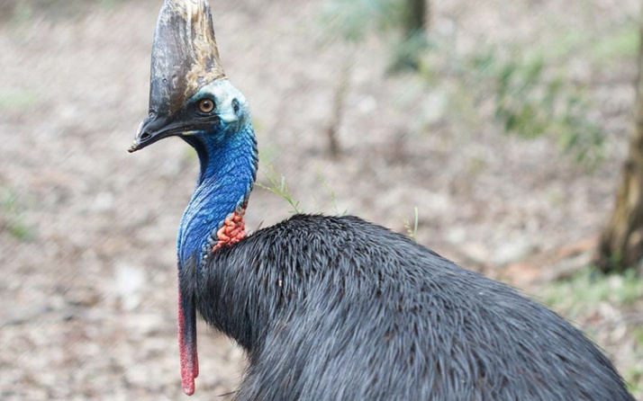 Cassowary kuşu nedir nasıl öldürür Cassowart deve kuşu özellikleri