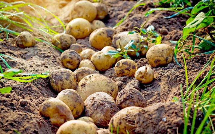 Patates fiyatları için yeni vergi adımı sıfır gümrük uzatıldı