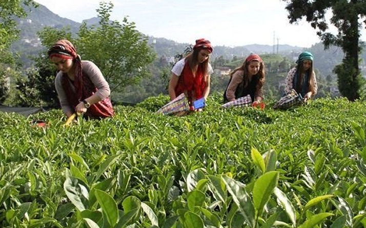 Çay üreticileri nasıl izin alacak? İçişleri Bakanlığı genelge gönderdi