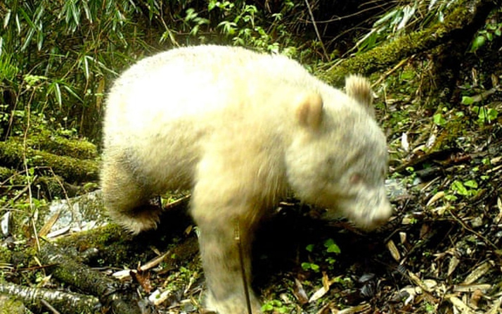 Dünyada ilk kez bir albino panda görüntülendi