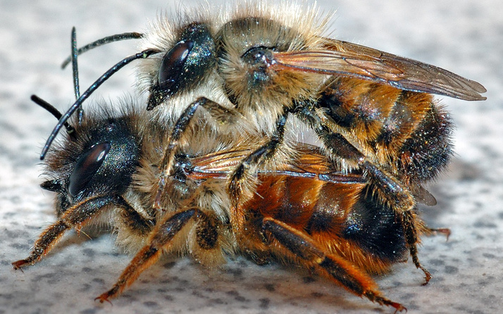 Tatile gelen aile İngiltere'ye bir Türk arısı götürünce alarm verildi
