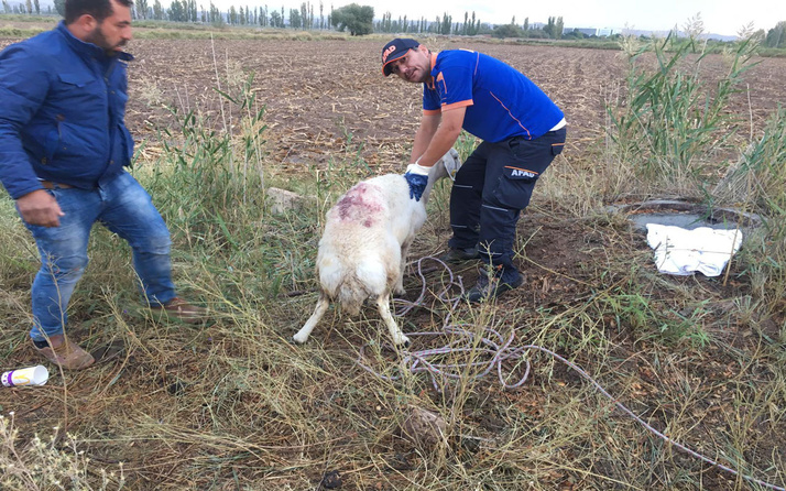 Aksaray'da kuyuya düşen koyunu AFAD ekibi kurtardı