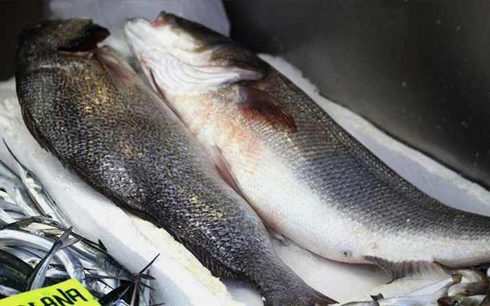 Batı Karadeniz'deki levrek kıtlığında 3 balık 1600 liraya alıcı buldu