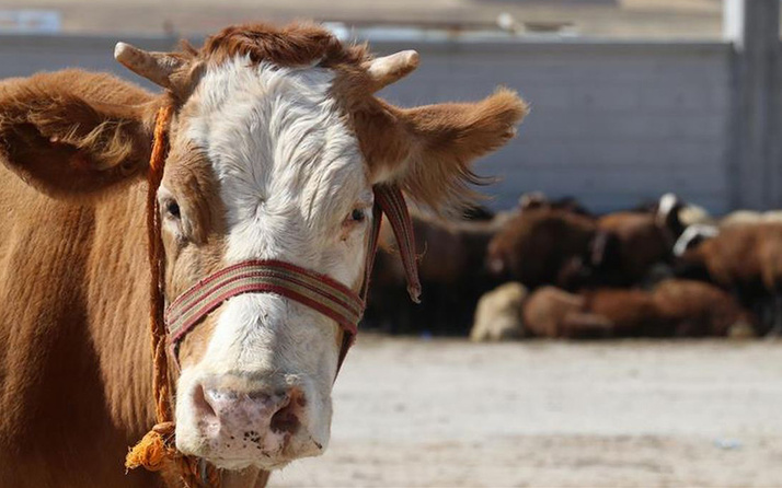Bursa'da şarbon hastalığı tespit edilen mezbaha ve hayvan pazarı kapatıldı