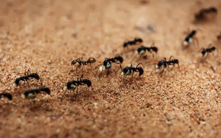 Karınca istilası nerede kıyamet alameti mi Araf suresi açıklıyor