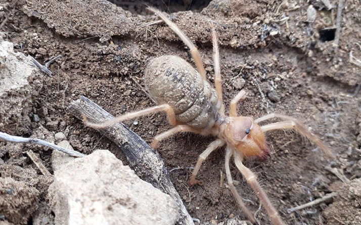 Sivas'ta et ile beslenen 'Sarıkız' örümceği görüldü
