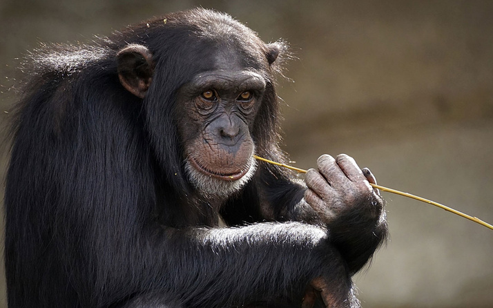 İsviçre maymunlara 'temel hak' verilmesi için referanduma gidiyor