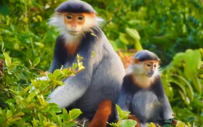 Novavax'tan aşı açıklaması: Maymunlar üzerinde başarı sağlandı