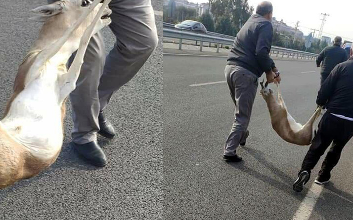 İzmir'de 'veteriner' yalanıyla yaralı ceylanı götürenlere 24 bin lira ceza