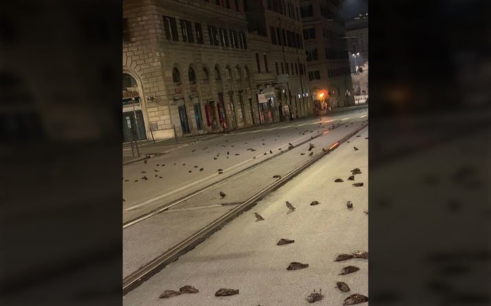 İtalya'nın başkenti Roma'da havai fişekler yüzlerce kuşun ölümüne neden oldu