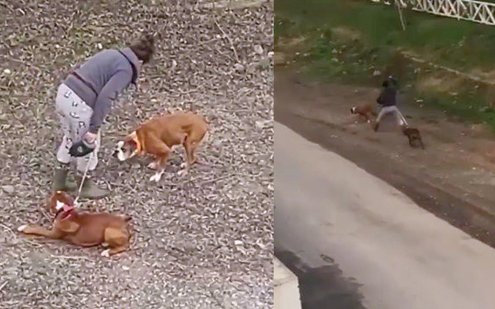 Antalya'da isyan ettiren görüntüler! Sokak ortasında 2 köpeğine sopayla saldırdı