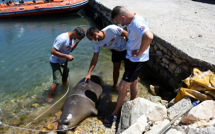 Antalya'da ölü Akdeniz foku kıyıya vurdu