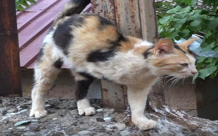 Tunceli'de 3 ayaklı kedinin yavrusunu gören inanamadı! Böylesini ilk defa gördü