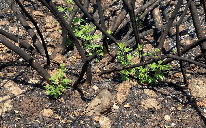 Antalya Manavgat'ta yanan ormanda ilk bitkiler filizlendi