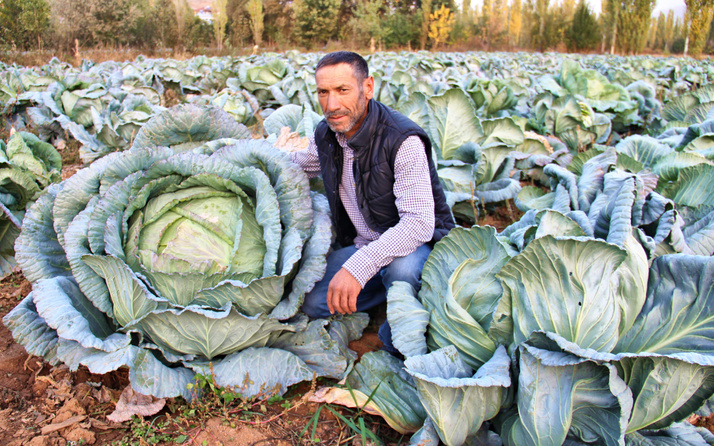 Kahramanmaraş'ta 40 kiloluk dev lahanaları gören inanamadı!