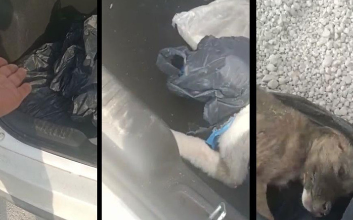 Malatya'da köpekleri poşetleyip bagaja koyan çalışanın iş akdi fesih edildi