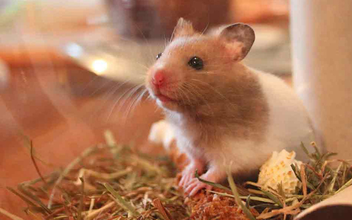 Petshop'taki hamsterler covid-19'a yakalandı! 2 bin hamster itlaf edilecek