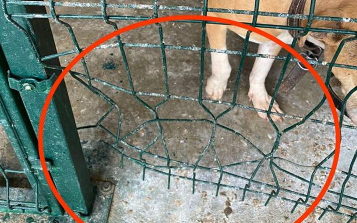 Adıyaman'da kafesi parçalayan pitbull boğarak öldürdü
