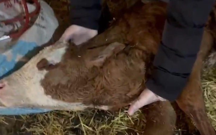 Kastamonu'da yeni doğan buzağın kalbini gören veteriner şaştı kaldı: Böylesi ilk defa başımıza geldi