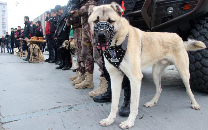 Bu bir ilk! Yılbaşında Kangal ve Akbaş sahaya iniyor