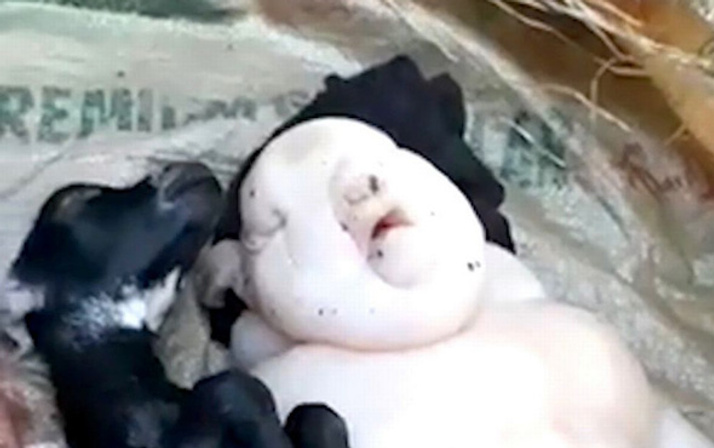 Keçinin yavrusuna bakın insan mı domuz mı belli değil!