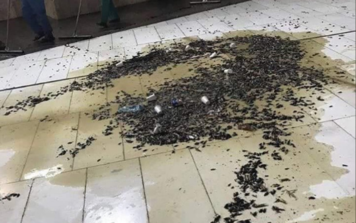 Mekke’de şok eden görüntü Mescid-i Haram'ı çekirge ve böcekler bastı