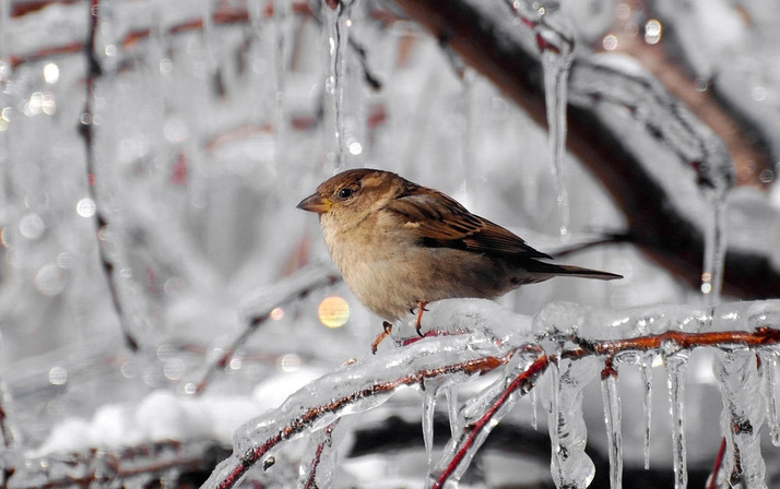 Yarın geliyor Meteoroloji açıkladı pazartesi kadar herşeyi donduracak!