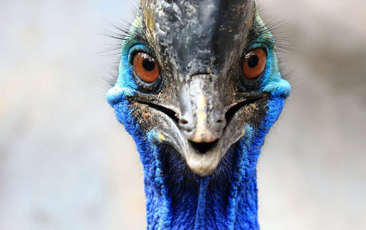 ABD egzotik kuş Cassowary sahibini öldürdü