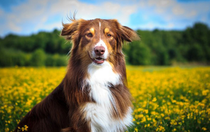 Köpekler sakallı erkeklerden daha temiz çıktı
