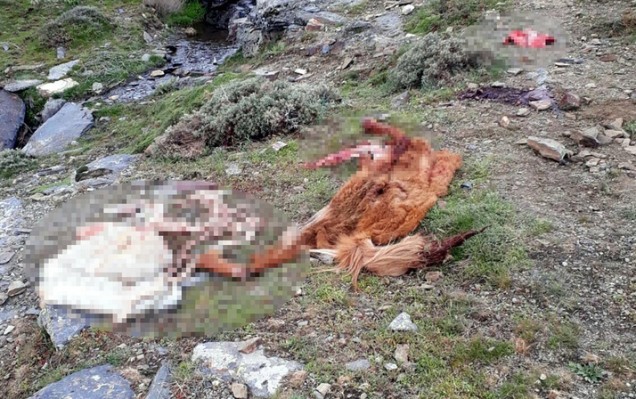 Manisa'da kamyonette 800 kilo at eti ile yakalandılar!