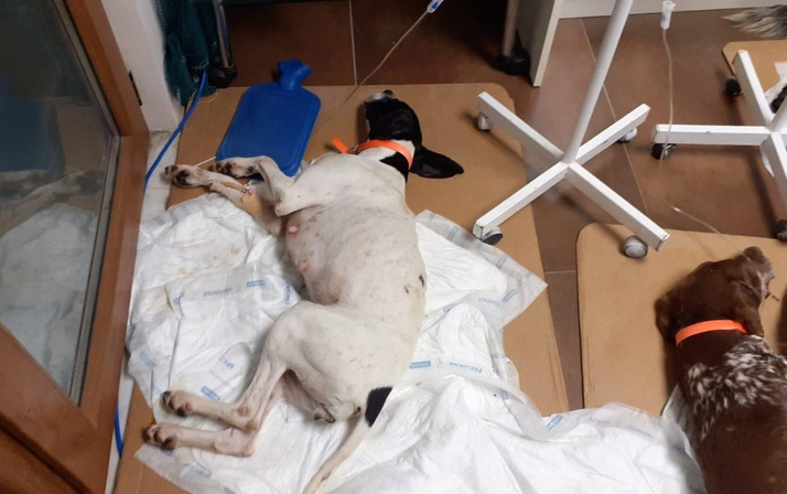 Sarıyer’de köpekleri salyangoz zehriyle zehirlediler ünlü isimlerden tepki yağdı