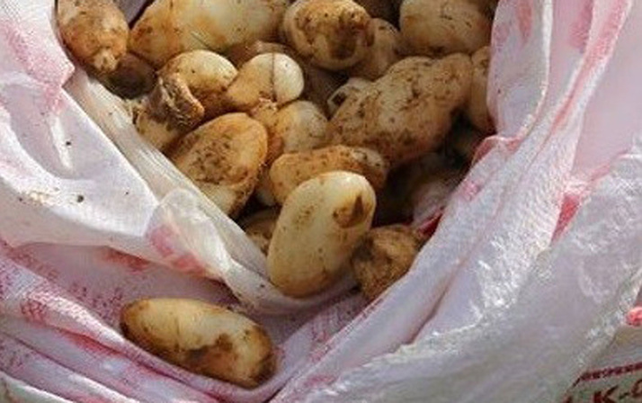 25 kilo salep soğan ile yakalandılar! 300 bin TL ceza yediler