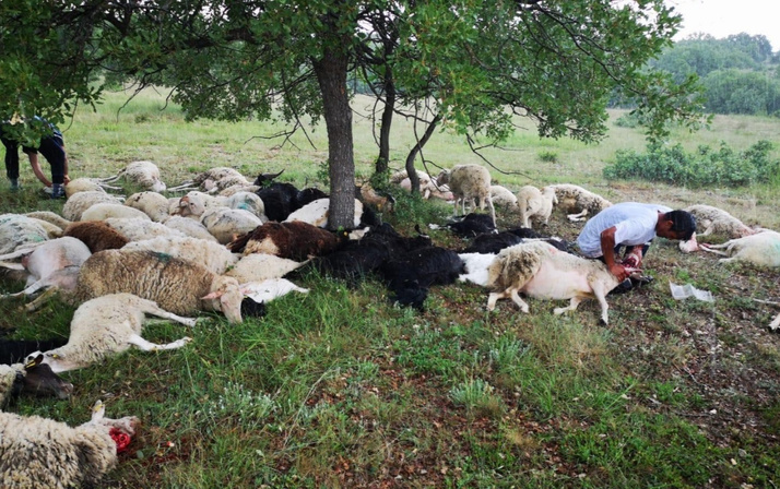 Eskişehir’de 55 koyun yıldırım çarpması sonucu telef oldu