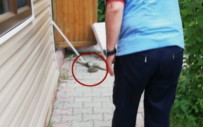 Yağışlardan sonra Ankara'yı yılanlar bastı!