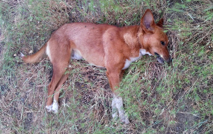 4 köpek telef oldu neden öldükleri sonradan ortaya çıktı
