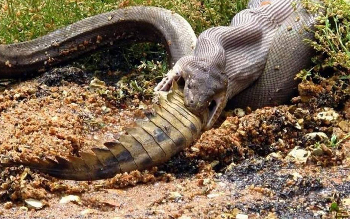 Piton timsahı canlı canlı yedi o anlar böyle kaydedildi