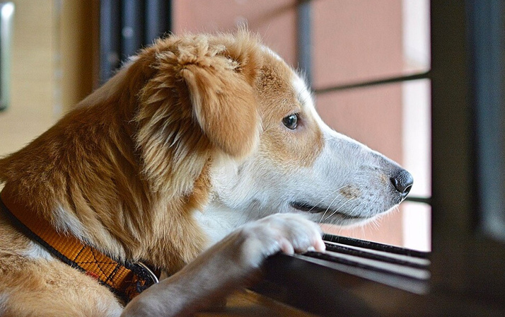 Bilim adamlarından köpeklerle ilgili şaşırtıcı araştırma! Meğer sonradan ortaya çıkmış