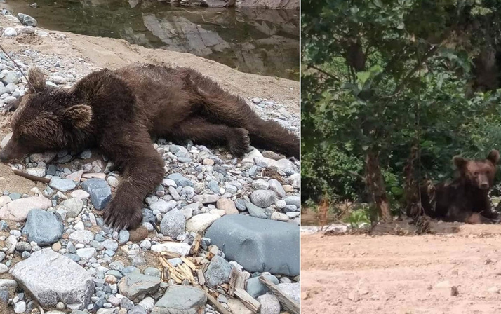 Giresun'da dere kenarına inen ayının bu kez cansız bedeni bulundu