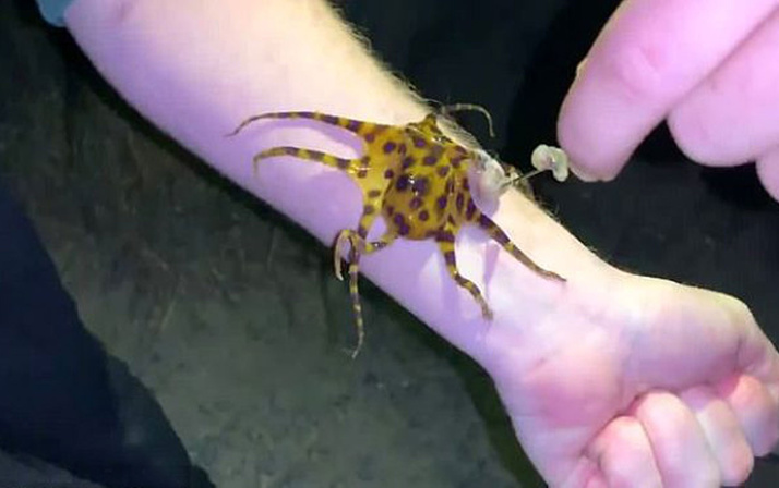30 insanı aynı anda öldürebilen ahtapotu çıplak teninde gezdirdi