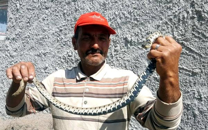 İnanılmaz olay! 200 lira karşılığında eve girdi ve zehirli yılanı..