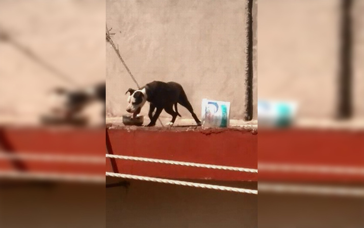 Köpeği sıcaktan öldü! Sahibine 7 bin 802 lira ceza kesildi