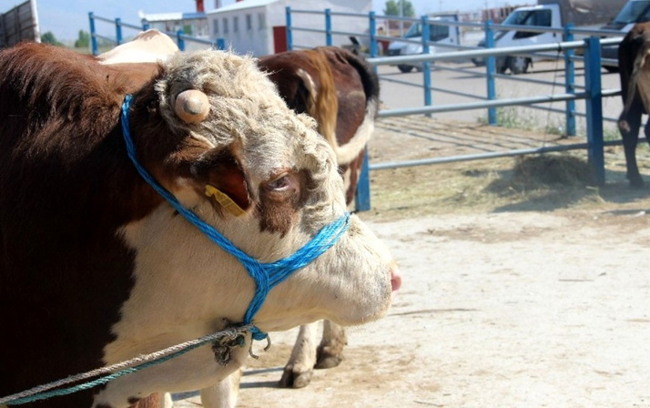 Kurbanlık seçecekler dikkat! Hayvanda eğer bunlar varsa kesinlikle almayın