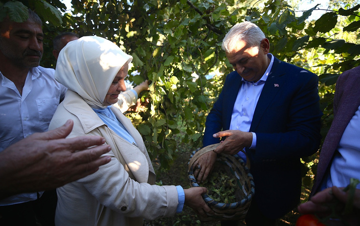 Binali Yıldırım fındık bahçesinde fındık topladı