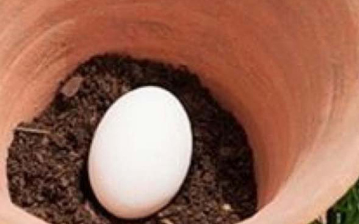 Toprağa yumurta gömerseniz ne olur?